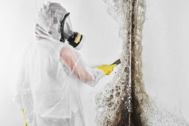 Best Mold Cleaning Services  in Highgrove, CA
