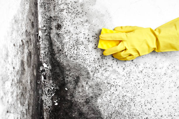 Best Residential Mold Removal  in Highgrove, CA