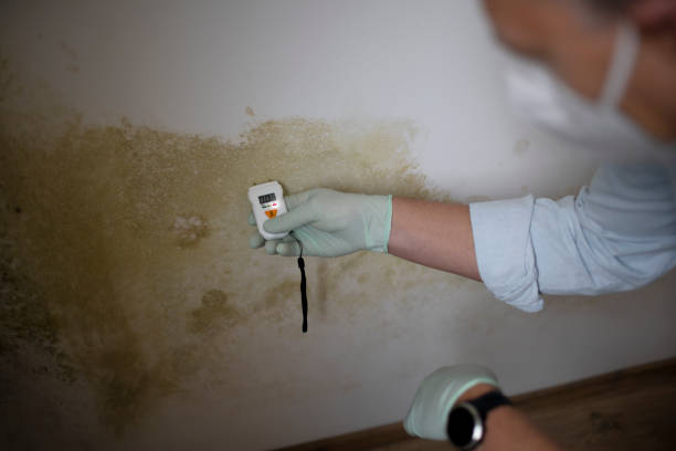 Best Mold Cleaning Services  in Highgrove, CA
