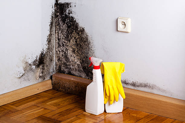 Mold Removal Process in Highgrove, CA