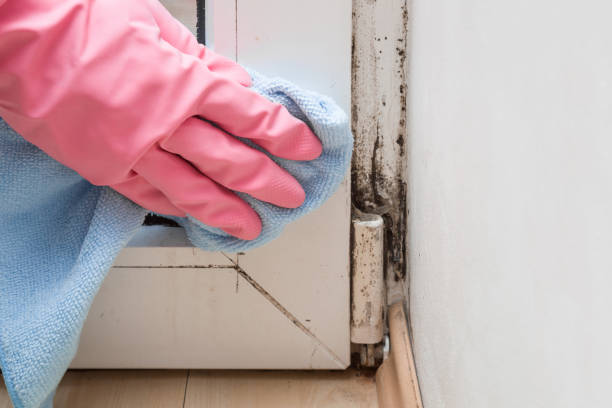 Professional Mold Removal in Highgrove, CA