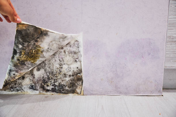 Best Black Mold Removal  in Highgrove, CA